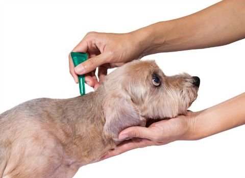 Treat dog fleas with medication