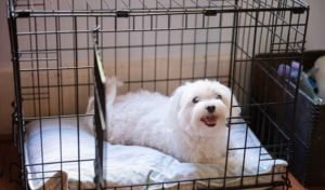 Crate Training Tips For Your Dog