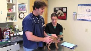 What to Expect At Puppy’s First Vet Visit