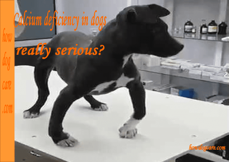Are calcium deficiency in dogs really serious?