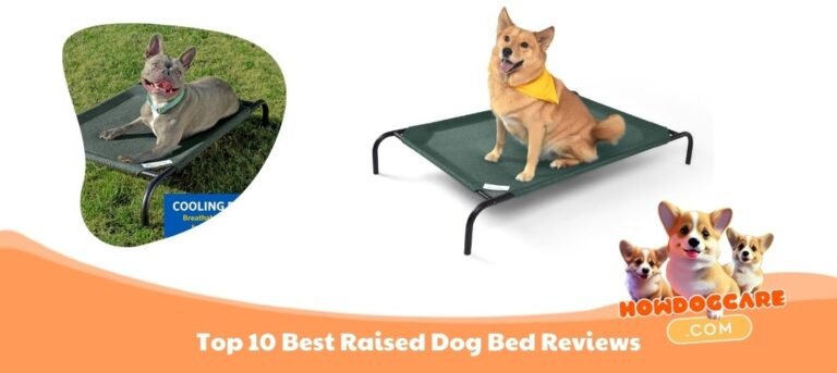 10 Best Raised Dog Bed Reviews