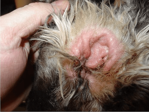 Dog pus in ear, bad smell, red swelling