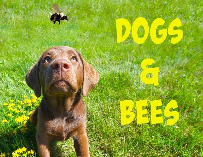 Protecting Bees with Dogs' Sensory Abilities