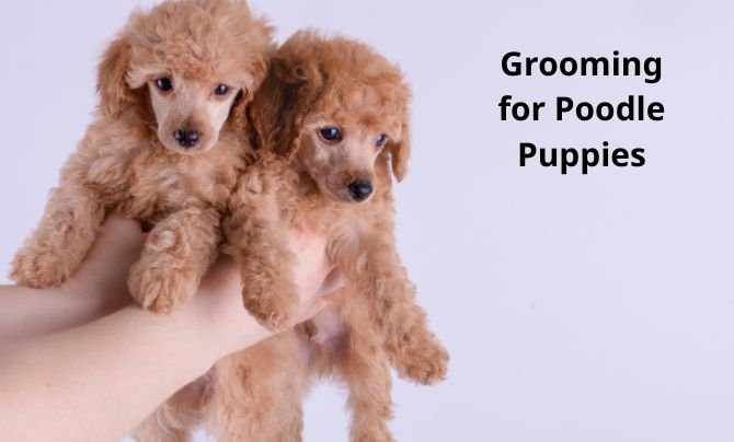 Grooming Tips for Poodle Puppies