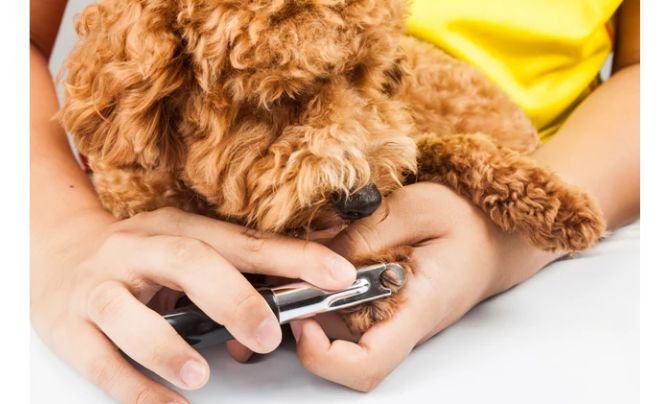 Nail, Ear Care for Poodles