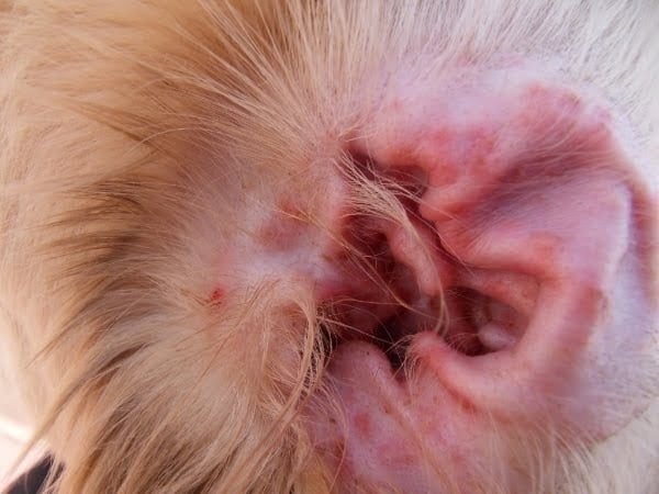 Treatment dog pus in ear, bad smell, red swelling