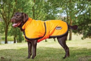 Best Large Dog Coats for Winter