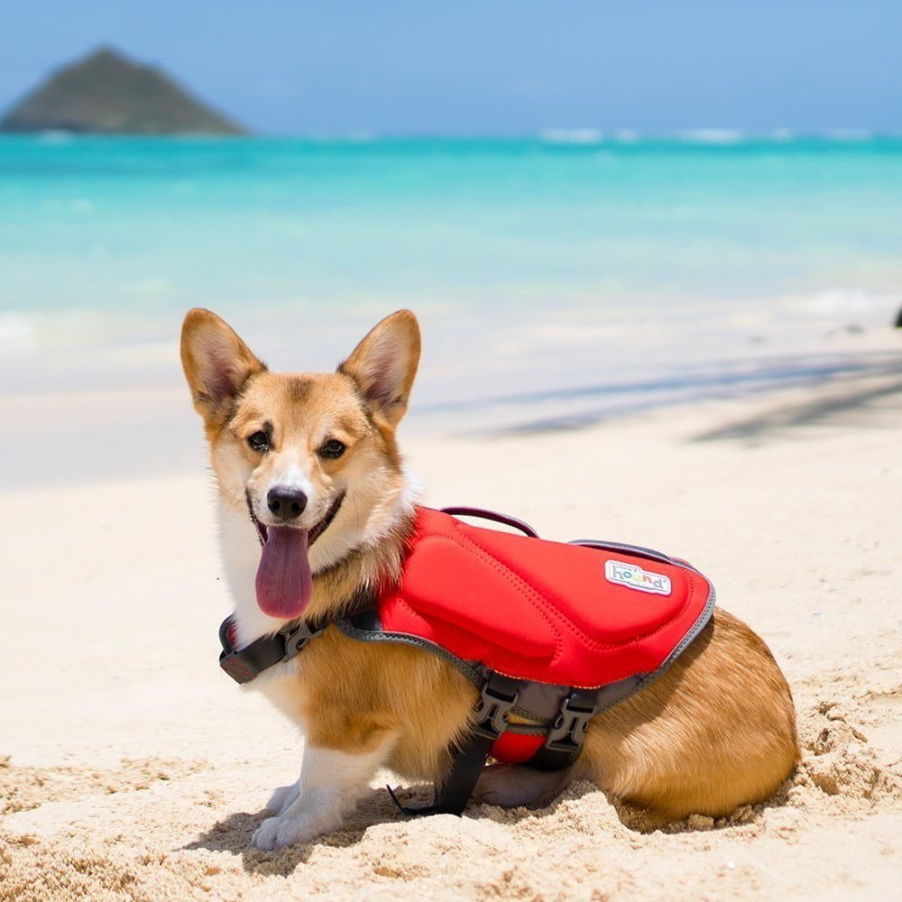 Best Small Dog Life Jacket Reviews Best Care For Dogs