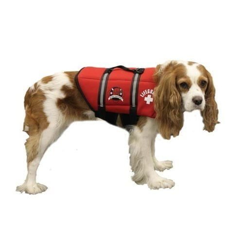That also means taking your lovely small dogs with you to the beach that you may have in the market for best small dog life jacket to keep your pets safe.