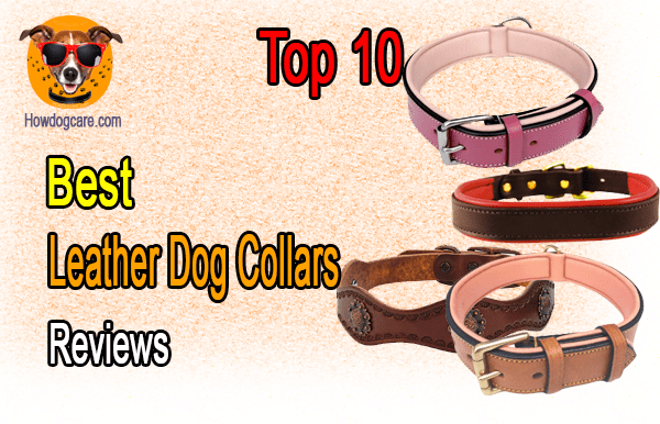 Top 10 Best Leather Dog Collars Reviews