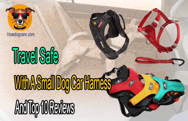 Travel Safe With A Small Dog Car Harness