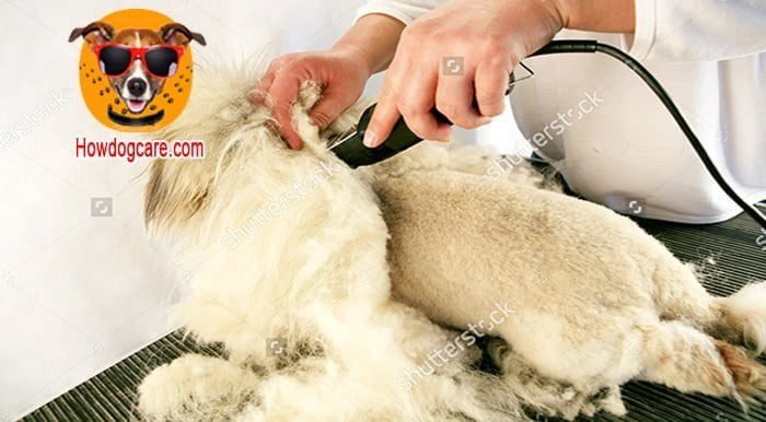 How to use a dog hair trimmer properly