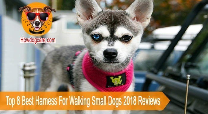 Top 8 Best Harness For Walking Small Dogs Reviews