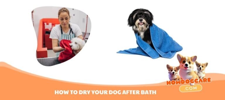 HOW TO DRY YOUR DOG AFTER BATH