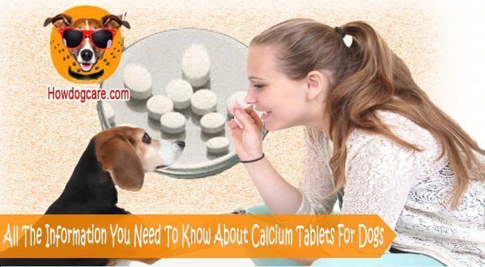 All The Information You Need To Know About Calcium Tablets For Dogs