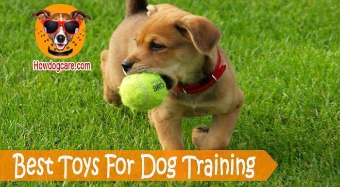 Best Toys For Dog Training