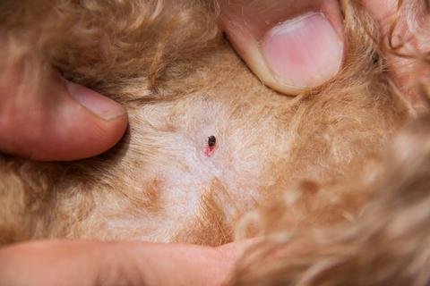 Common Diseases In Dogs Caused By Parasites