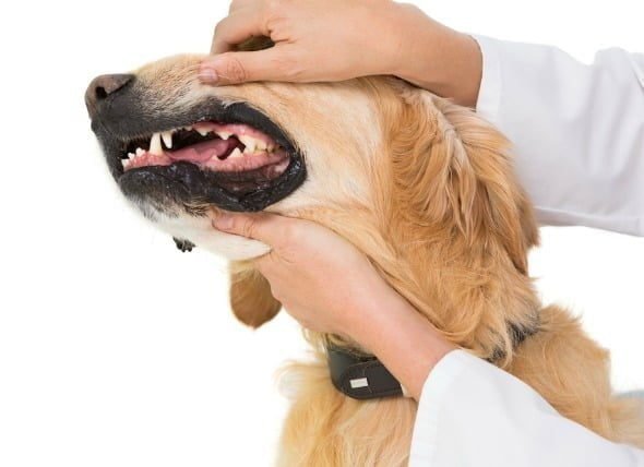 Dental Diseases In Dogs