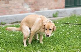 Gastrointestinal Disease In Dogs