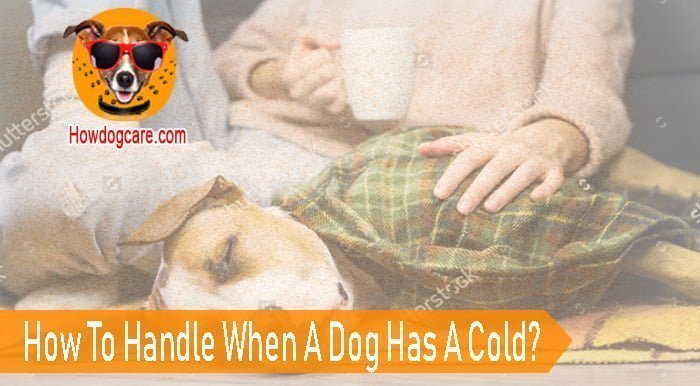 How To Handle When A Dog Has A Cold?