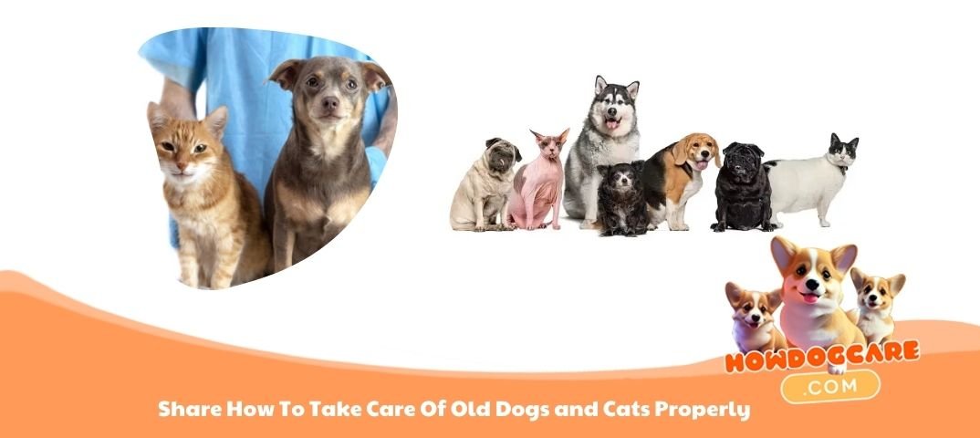 How To Take Care Of Old Dogs and Cats Properly How To Take Care Of Old Dogs and Cats Properly