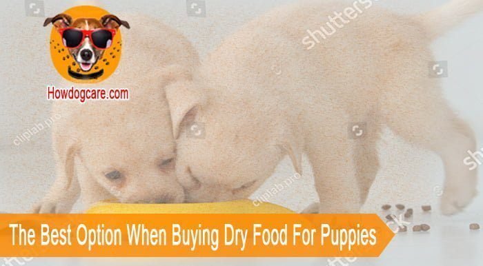 The Best Option When Buying Dry Food For Puppies