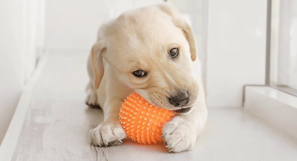 Toys For Puppies Chew