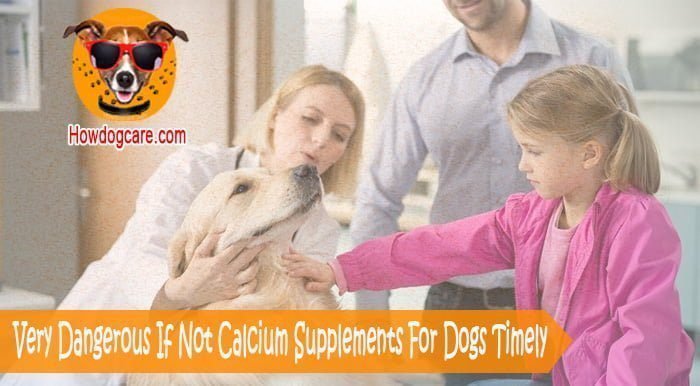 Very Dangerous If Not Calcium Supplements For Dogs Timely