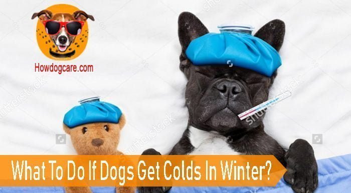 What To Do If Dogs Get Colds In Winter?
