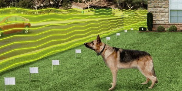 What Is Wireless Dog Fence?