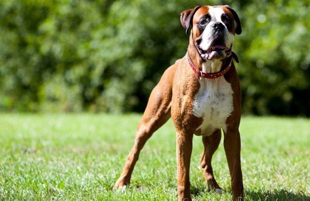Wireless Dog Fence, Keeping Dogs Contained