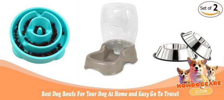 Best Dog Bowls For Your Dog At Home and Easy Go To Travel