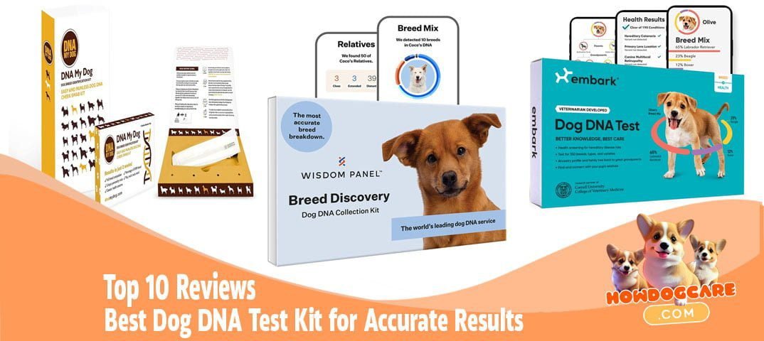 Top 10 Best Dog DNA Test Kit of 2023 for Accurate Results - Best Care ...