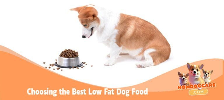 Choosing the Best Low Fat Dog Food