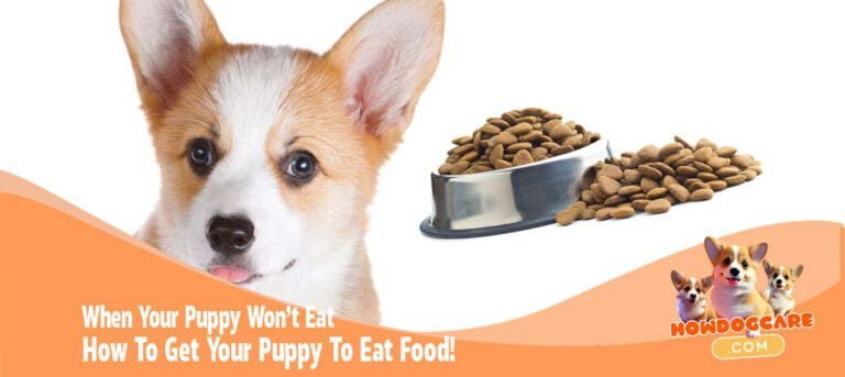 How To Get Your Puppy To Eat Food!When Your Puppy Won’t Eat