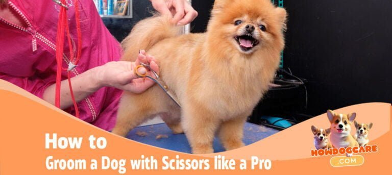 How to Groom a Dog with Scissors like a Pro-1