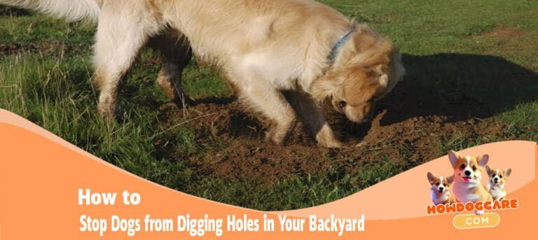 How to Stop Dogs from Digging Holes in Your Backyard