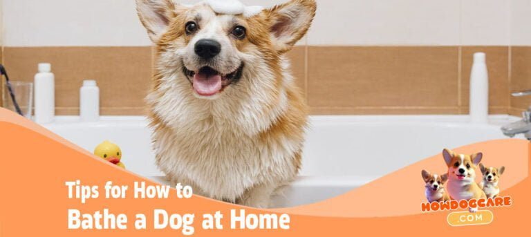 Tips for How to Bathe a Dog at Home