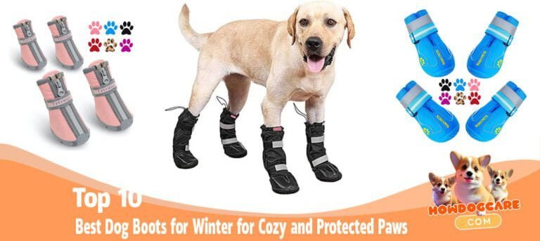 Dog Boots for Winter: The Top 10 Picks for Cozy and Protected Paws