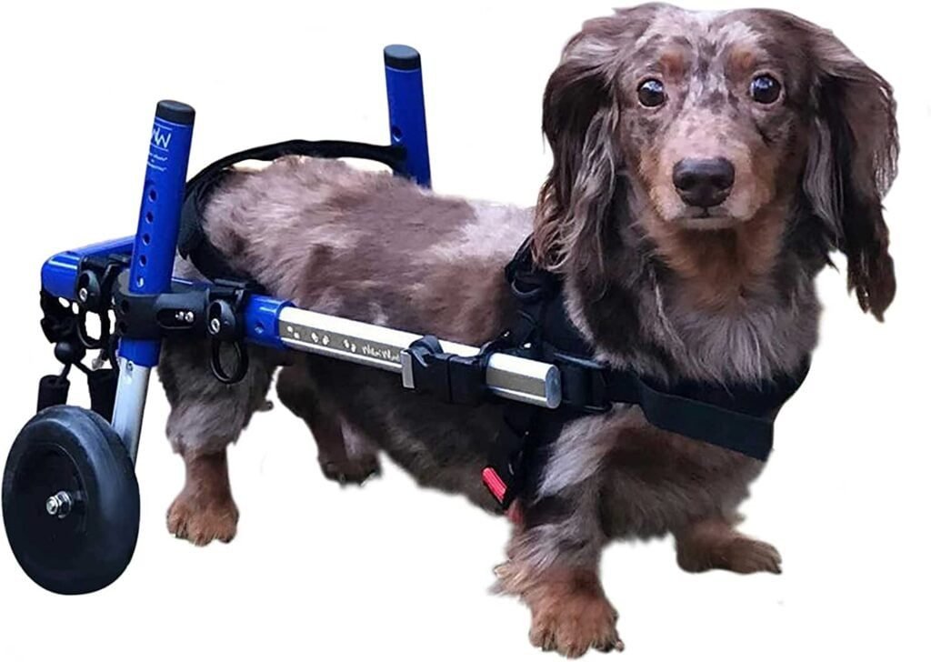 Dachshund Wheelchair - A Veterinarian Approved Solution for Small Dogs with Back Leg Challenges