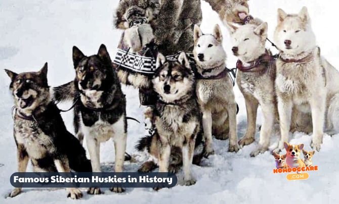 Famous Siberian Huskies in History