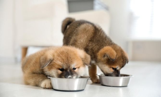 Feeding and Nutrition During the First Week