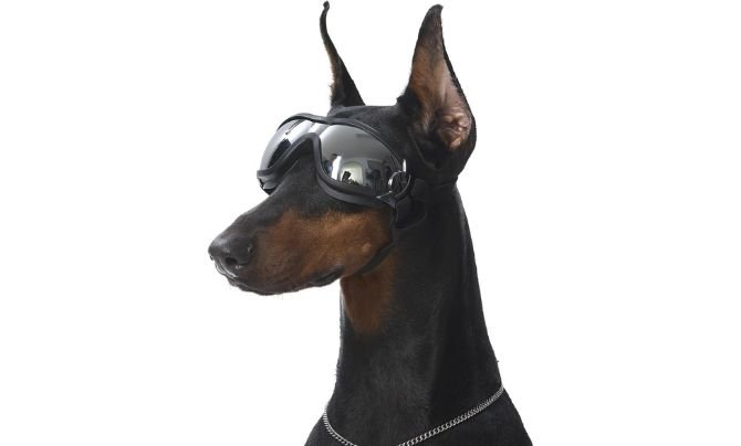 Forever Caring Dog Goggles – Medium/Large (Black)