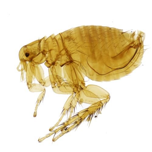 Mouse fleas (Xenopsylla cheopis)