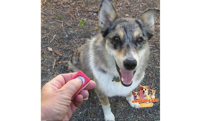 Older Dogs Clicker Training Tips