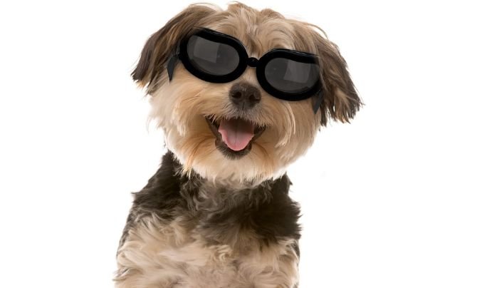 Pawaboo Dog Sunglasses – Small Breed (Black)