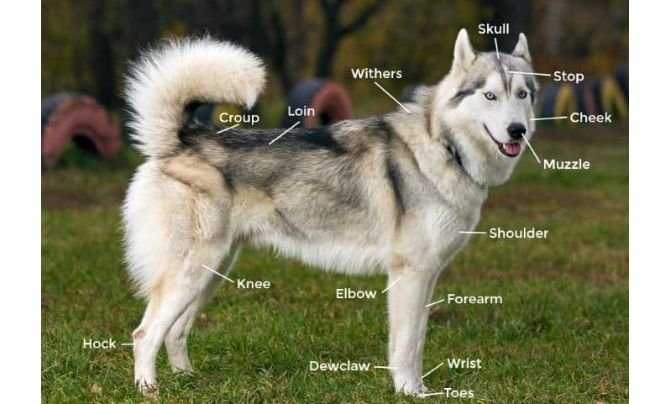 Siberian Husky Breed: Physical Appearance, Personality, and Health Concerns