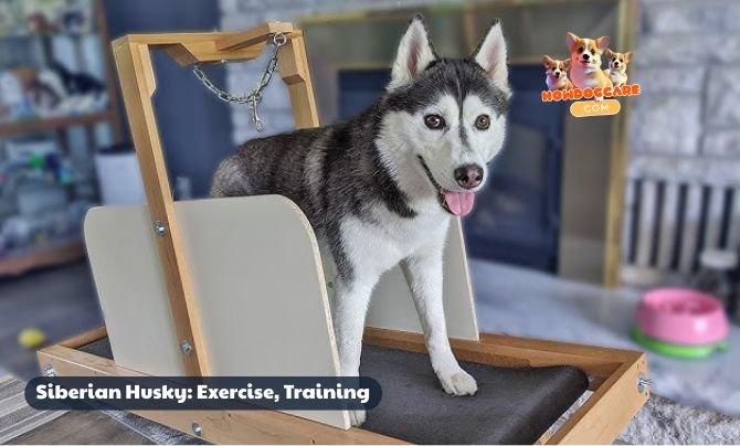 Siberian Husky: Exercise, Training