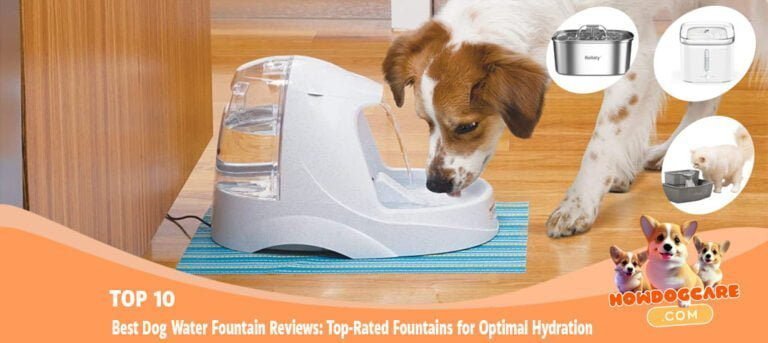 TOP 10 Best Dog Water Fountain Reviews Top-Rated Fountains for Optimal Hydration
