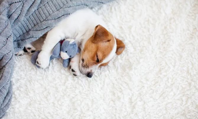 The First Week With a New Dog – The First 24 Hours With Your New Dog